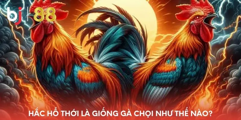 hac-ho-thoi-la-giong-ga-choi-nhu-the-nao