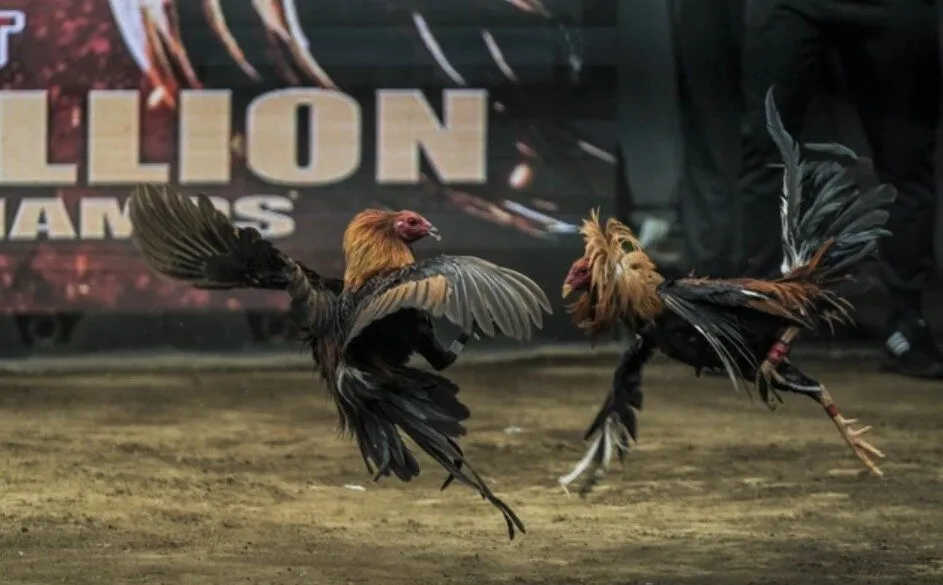 luat-da-ga-mien-nam-3