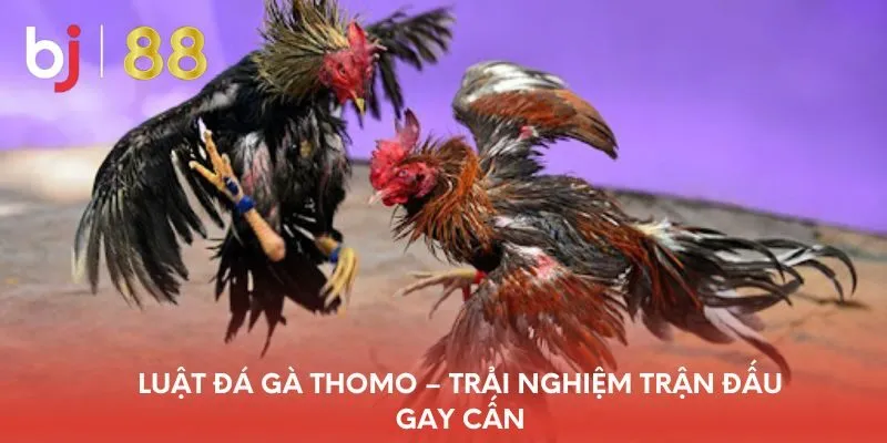 luat-da-ga-thomo-trai-nghiem-tran-dau-gay-can