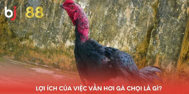 loi-ich-cua-viec-van-hoi-ga-choi-la-gi