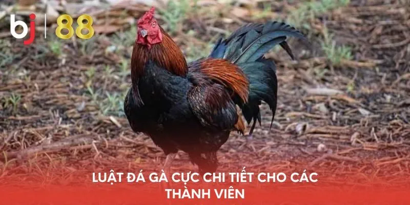 luat-da-ga-cuc-chi-tiet-cho-cac-thanh-vien