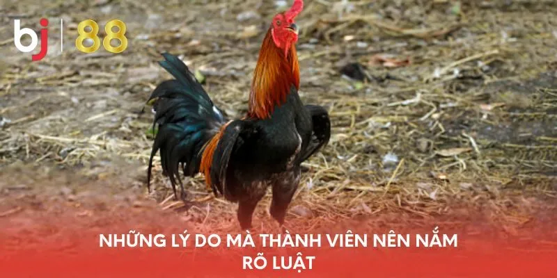 nhung-ly-do-ma-thanh-vien-nen-nam-ro-luat