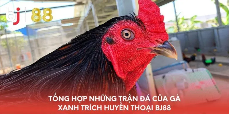 tong-hop-nhung-tran-da-cua-ga-xanh-trich-huyen-thoai-bj88